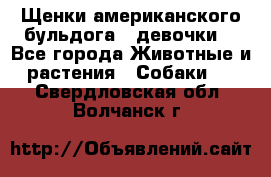 Щенки американского бульдога ( девочки) - Все города Животные и растения » Собаки   . Свердловская обл.,Волчанск г.